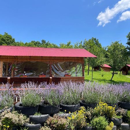 La 3 Stejari, Calimanesti Otel Salatrucel Dış mekan fotoğraf